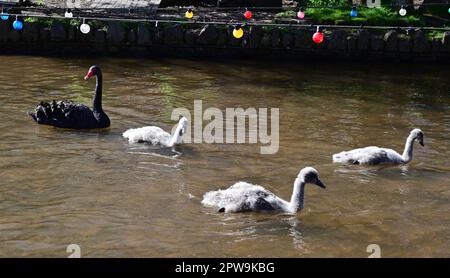 Un cygnet noir à Dawlish. Banque D'Images