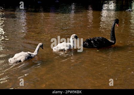 Un cygnet noir à Dawlish. Banque D'Images