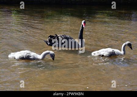 Un cygnet noir à Dawlish. Banque D'Images