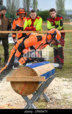 Eisleben, Allemagne. 29th avril 2023. Julian Schwender, de Bavière, dans le concours de combinaison de coupe. Au Championnat Mansfeld Woodcoutting 12th à Eisleben (quartier Mansfeld-Südharz), de vrais champions ont participé samedi. Au total, les participants se disputent dans cinq disciplines. Credit: Heiko Rebsch/dpa/Alay Live News Banque D'Images