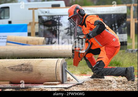 Eisleben, Allemagne. 29th avril 2023. Danny Kloska de Saxe-Anhalt dans la compétition de coupe de précision. Aux Championnats Mansfeld Lumberjack 12th, 50 participants de toute l'Allemagne concourent dans un large éventail de disciplines. Credit: Heiko Rebsch/dpa/Alay Live News Banque D'Images