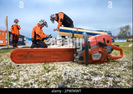 Eisleben, Allemagne. 29th avril 2023. Les arbitres Roland Schuppe (l.) et OLAF Jensen inspectent une coupure dans la compétition combi-coupeur. Samedi, les vrais champions ont pris la ligne de départ au championnat Mansfeld Woodcoutting 12th à Eisleben (quartier Mansfeld-Südharz). Au total, les participants se sont affrontés dans cinq disciplines. Credit: Heiko Rebsch/dpa/Alay Live News Banque D'Images