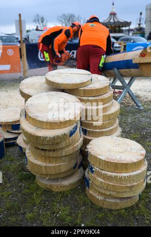 Eisleben, Allemagne. 29th avril 2023. Tranches d'arbre de la combinaison de coupe de compétition. Aux Championnats Mansfeld Lumberjack 12th, 50 participants de toute l'Allemagne concourent dans un large éventail de disciplines. Credit: Heiko Rebsch/dpa/Alay Live News Banque D'Images