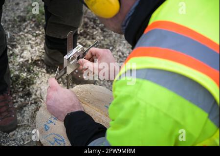 Eisleben, Allemagne. 29th avril 2023. Un arbitre mesure la zone de coupe sur une souche d'arbre dans la compétition d'abattage de cible. Aux Championnats Mansfeld Lumberjack 12th, 50 participants de toute l'Allemagne concourent dans un large éventail de disciplines. Credit: Heiko Rebsch/dpa/Alay Live News Banque D'Images