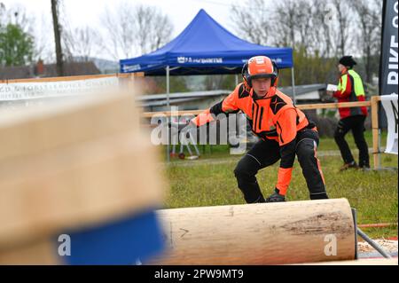 Eisleben, Allemagne. 29th avril 2023. Denny Kloska de Saxe-Anhalt faisant une coupe de précision. Il est le champion du monde en titre de la compétition de bûcherons de U24. Aux Championnats Mansfeld Lumberjack 12th, 50 participants de toute l'Allemagne concourent dans un large éventail de disciplines. Credit: Heiko Rebsch/dpa/Alay Live News Banque D'Images
