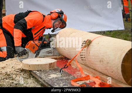 Eisleben, Allemagne. 29th avril 2023. Denny Kloska de Saxe-Anhalt faisant une coupe de précision. Il est le champion du monde en titre de la compétition de bûcherons de U24. Aux Championnats Mansfeld Lumberjack 12th, 50 participants de toute l'Allemagne concourent dans un large éventail de disciplines. Credit: Heiko Rebsch/dpa/Alay Live News Banque D'Images