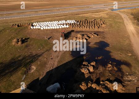 Photographie par drone d'un tracteur portant des balles de foin dans le hangar avec des animaux de ferme au cours de la matinée du printemps. Banque D'Images