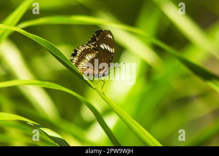 Hypolimnas bolina Linnaeus est sur les feuilles Banque D'Images