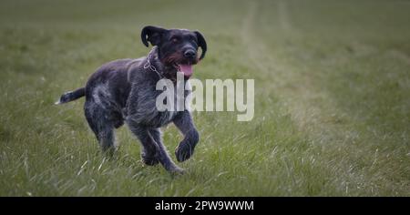 Sako le chien de chasse allemand à poil dur Banque D'Images