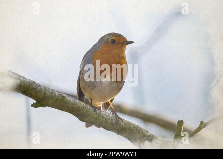 Peinture numérique aquarelle d'un rouge-gorge européen, erithacus rubecula dans un habitat naturel de bois britannique. Banque D'Images