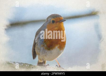 Peinture numérique aquarelle d'un rouge-gorge européen, erithacus rubecula dans un habitat naturel de bois britannique. Banque D'Images