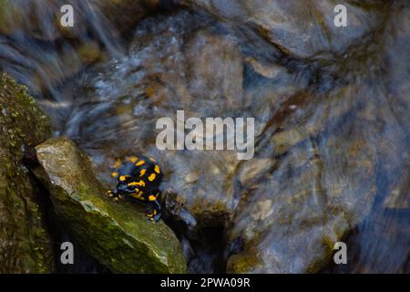 Tirer la salamandre sur une roche dans un ruisseau d'eau Banque D'Images