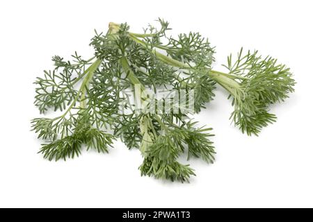 Branche de Southernwwod vert frais isolée sur fond blanc Banque D'Images