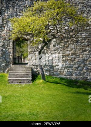 Entrée murale latérale des ruines du château de Hainburg en Autriche, avec des marches en pierre et un petit arbre poussant à côté de la maçonnerie historique. Castl médiéval paisible Banque D'Images