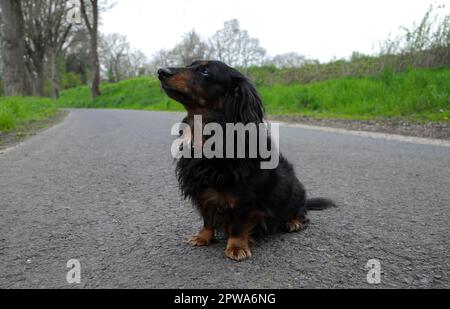 Portrait d'un Dachshund noir et brun clair assis aux cheveux longs. Banque D'Images