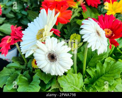 Gros plan d'une pâquerette gerbera blanche et rouge Banque D'Images