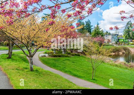 Fleurs printanières en fleurs le long du Lake Washington Boulevard à Seattle, Washington. Banque D'Images