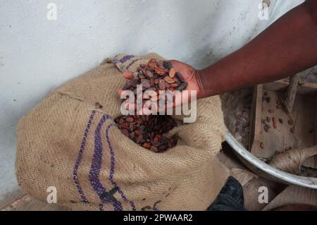 fèves de cacao Banque D'Images