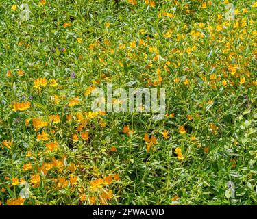 Gros plan d'une fleur de singe Sticky (Diplacus aurantiacus) au réservoir du lac Hollywood à Los Angeles, CA. Banque D'Images