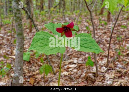 Un trillium rouge unique entièrement ouvert debout avec une fleur rouge hochant la tête poussant dans la forêt à l'ombre au printemps Banque D'Images