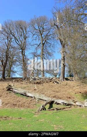 Un vieux arbre brisé reposant sur l'herbe dans un paysage boisé Banque D'Images