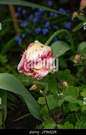 Rembrandt tulipe dans le jardin Banque D'Images