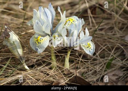 Un bouquet d'iris bleus fleurit dans l'herbe Banque D'Images
