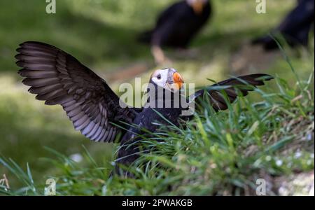 Vue en gros plan d'un macareux étalant ses ailes dans l'herbe Banque D'Images