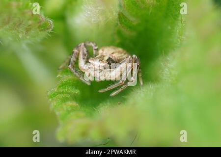 Gros plan naturel sur une petite araignée de crabe, Xysticus assis dans une feuille d'ortie verte Banque D'Images