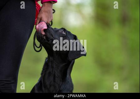 Vue de Closeuo d'un beau chien Labrador retriever noir puré, assis à côté de son propriétaire, regardant et léchant sa bouche dans l'attente d'un régal. Banque D'Images