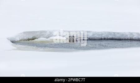 Otter se nourrissant dans un petit étang de poissons aéré dans le nord du Wisconsin. Banque D'Images