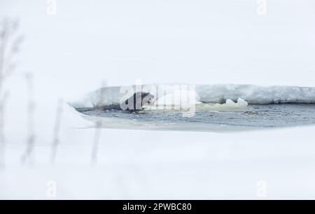 Otter se nourrissant dans un petit étang de poissons aéré dans le nord du Wisconsin. Banque D'Images