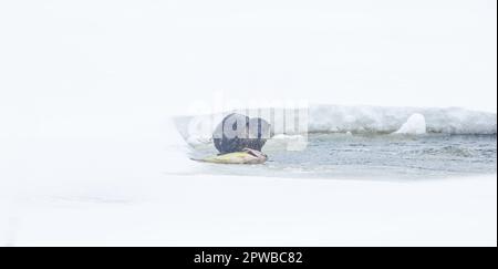 Otter se nourrissant dans un petit étang de poissons aéré dans le nord du Wisconsin. Banque D'Images