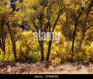 Image horizontale d'arbres de coton jaune d'automne au monument national de Bandelier près de Santa Fe, Nouveau-Mexique, avec les ruines antiques de pueblo. Banque D'Images