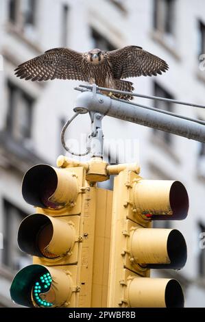 Jeune Faucon pèlerin au-dessus d'un feu de circulation dans la ville de New York Banque D'Images