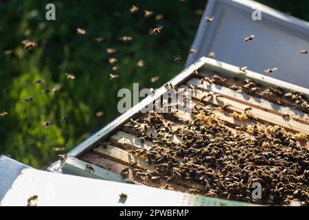 abeilles montrant le processus de production de miel dans une ruche où les cadres sont remplis de ce produit merveilleux Banque D'Images