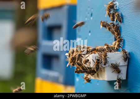 ruche en bois. l'essaim des abeilles vole autour. Abeille travaillant à produire du miel sucré et nutritif Banque D'Images