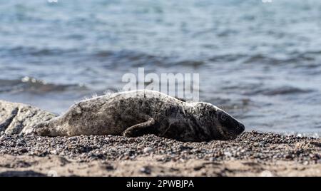 Phoque gris malade sur la plage de Rügen (mer Baltique) Banque D'Images