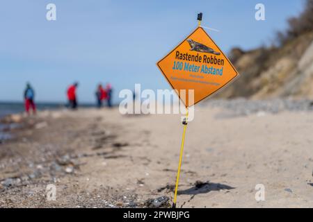 Phoque gris malade sur la plage de Rügen (mer Baltique) Banque D'Images