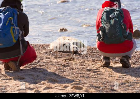 Phoque gris malade sur la plage de Rügen Banque D'Images