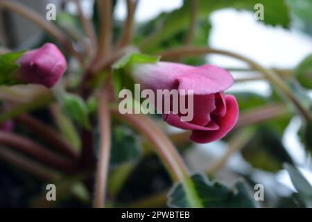 Belle, lumineuse fleurs de maison rose et blanc Gloxinia (genre) croissant dans un pot d'argile et debout sur un seuil de fenêtre. Banque D'Images