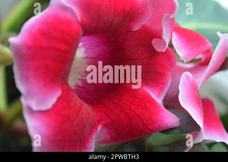 Belle, lumineuse fleurs de maison rose et blanc Gloxinia (genre) croissant dans un pot d'argile et debout sur un seuil de fenêtre. Banque D'Images