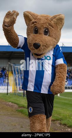 The Deva Stadium, Chester, Cheshire, Angleterre 29th avril 2023. La mascotte de Chester « Big Lupus » s'éveille devant les fans, pendant le club de football de Chester V Buxton, dans la Vanarama National League North (Credit image: ©Cody Froggatt/Alay Live News) Banque D'Images