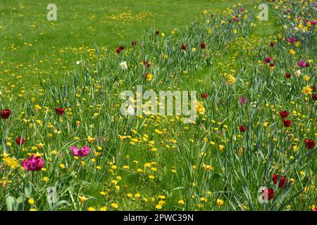 Belles photos lumineuses et colorées de la conception de paysage de tulipes pourpres foncé poussant dans le parc de la ville sur l'herbe verte. Banque D'Images