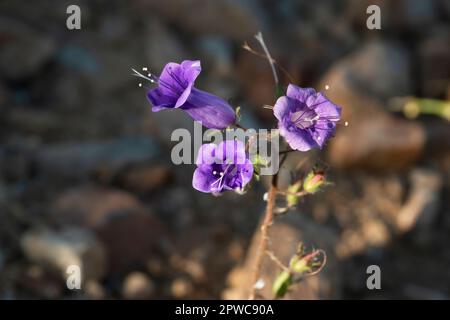 Les Bluebells de Californie fleurissent dans le sol rocheux et sec du désert. Banque D'Images