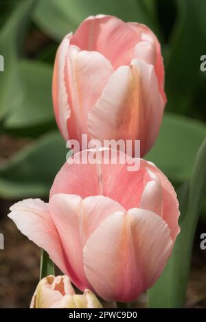 Tulipe 'Salmon impression' Tulipa, Darwin Groupe de tulipes, cultivar Tulips Banque D'Images