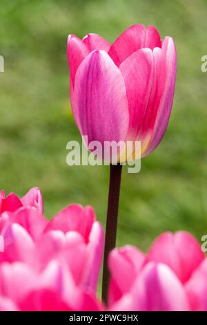 Magnifique, rose, tulipe « lumière et rêve », Tulipa, fleur Banque D'Images
