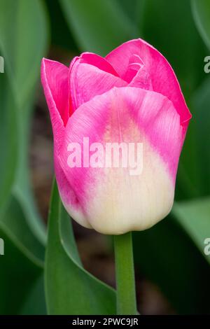 Belle, cultivars tulipe, Rose, Tulipa 'Synasty' Banque D'Images