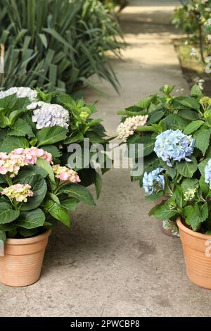 Belles plantes hortensia en fleurs dans des pots à l'extérieur Banque D'Images