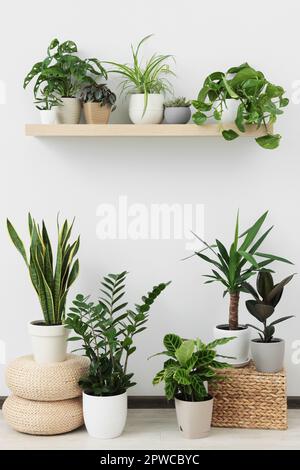 Collection de belles différentes plantes de maison dans la chambre Banque D'Images